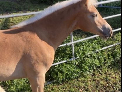 Bild 2:Haflingerhengstfohlen