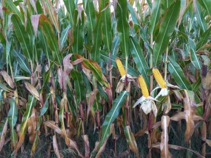 Bild 5:Silo Mais Ballen Kärnten Ernte 2025