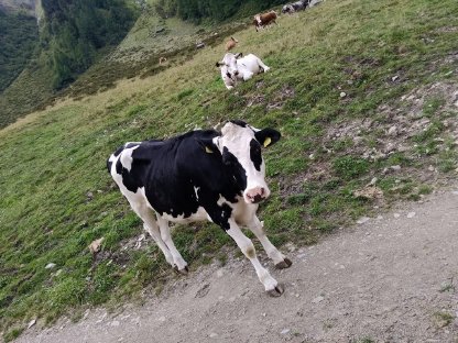 Verkaufe mehrere Kalbinnen