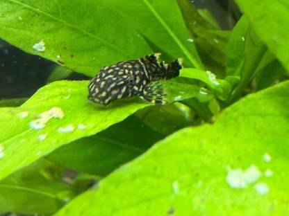 Antennenwelse und weibliche Guppys zu vergeben