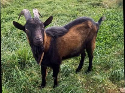 Tauernscheckenbock