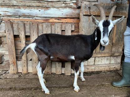 Bild 2:HB Bündner Strahlenziegen, trächtig