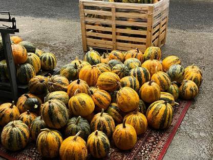 Bild 6:Zier- und Speisekürbisse zu verkaufen