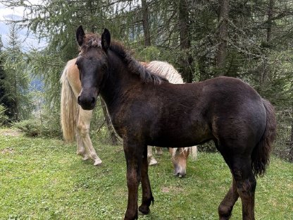 Bild 3:Noriker Rappstutfohlen ohne Abzeichen
