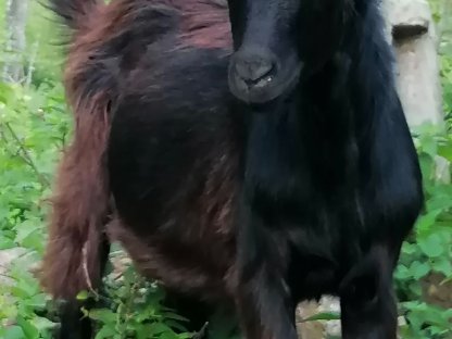 Bild 4:Vierhorn-Bockkitz