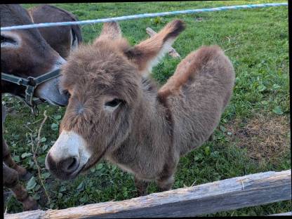 Bild 2:Amerikanischer Miniaturesel