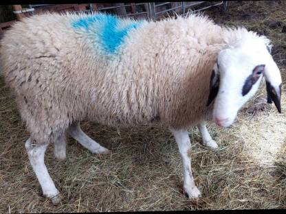 Bild 2:Kärntner Brillenschafe Bio