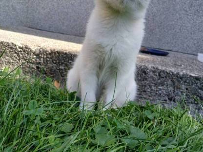 Bild 4:Weibliches Kätzchen