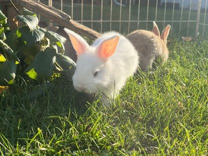 Bild 5:Junge Kaninchen zu vergeben