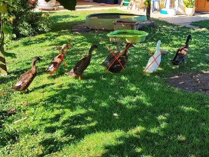 Bild 2:Laufenten Erpel zu verschenken