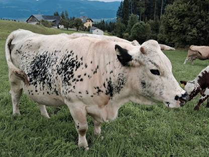 Bild 3:Pustertaler Sprinzen Kalbin PSS