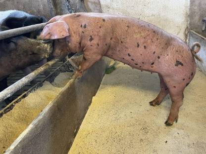 Bild 4:Schwäbisch Hall x Duroc Ferkel, Iberico-Schw.-Hall x Duroc