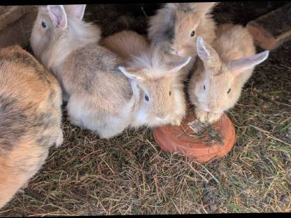 Bild 4:Liebe süße Löwenkopf-Zwergkaninchen