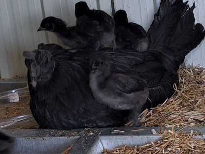 Bild 3:Bruteier Ayam Cemani, Brahma