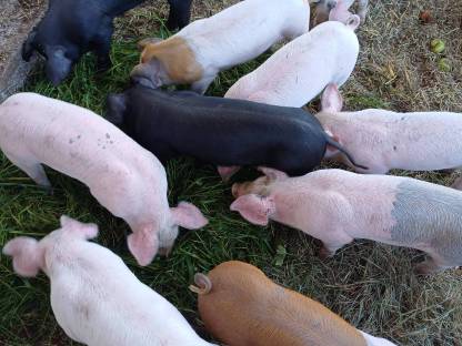 Bild 2:Ferkel geboren 18.07.25