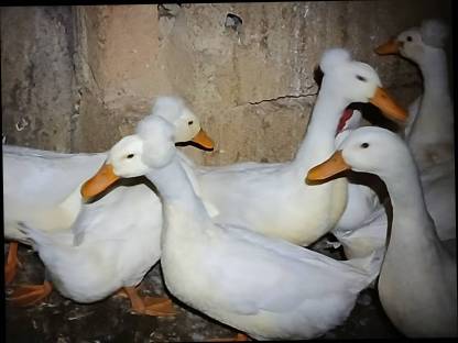 Bild 5:Landenten-Pärchen mit Haube