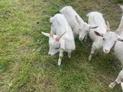 Bild 4:2 Ziegenböcke zu verkaufen