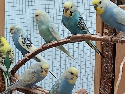 Bild 3:Nestjunge Wellensittiche