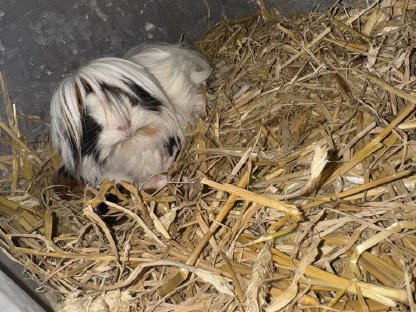 Bild 5:Meerschweinchen