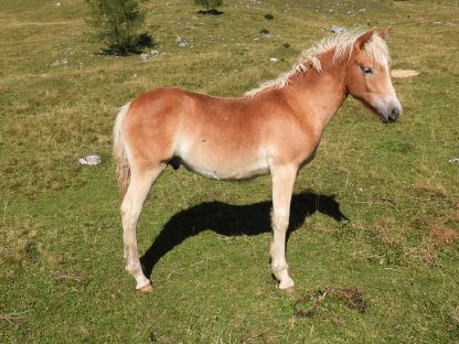 Haflinger Hengstfohlen Attila