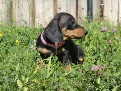 Bild 7:Standard Dackel Welpen suchen oh Traumzuhause