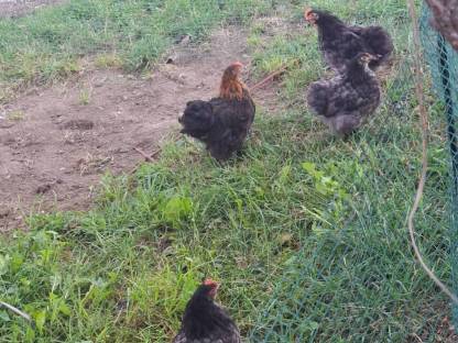 Bild 2:Zwerg Cochin Küken