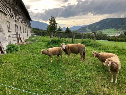 Bild 2:Merino Widder, Bio