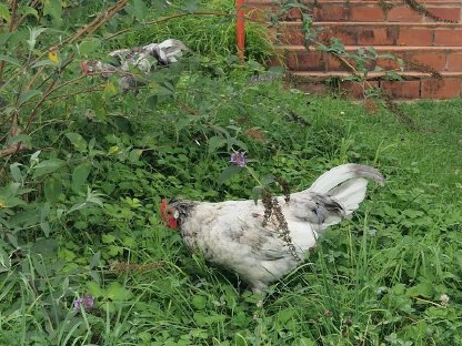 Bild 5:Altsteirer Hähne