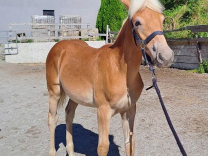 Bild 2:Haflinger Hengstfohlen
