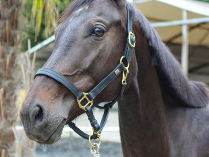 Bild 3:Traumhaftes Nachwuchspferd mit liebenswertem Charakter