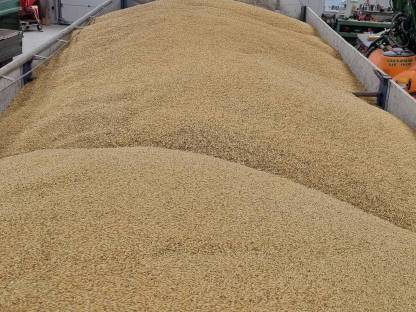 Bild 2:Gold- und Schwarzhafer 2434 Pischelsdorf