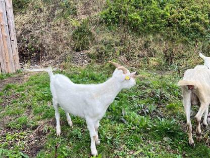 Bild 3:Saanenbock Kitz