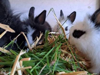 Bild 2:Löwenkopf Babyhasen