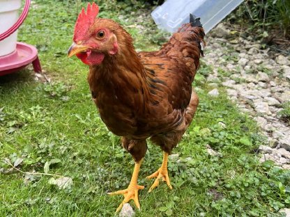 Bild 3:Hahn zu verschenken