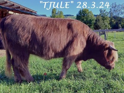Bild 2:Verkaufe Bio-Hochlandrinder Kalbin