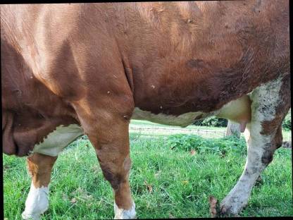 Bild 4:Hochträchtige Kalbin