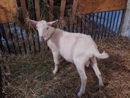 Ziegenbock