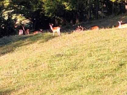Damhirsch, 3 Spießer und 7 Tiere