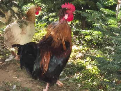 Bild 3:Sulmtaler Hahn