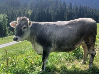 Bio Grauviehkalbin