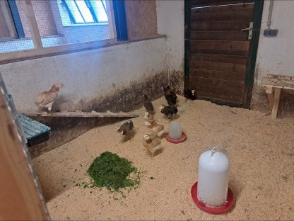 Bild 2:Reinrassige Araucaner