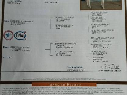 Bild 4:Paint Horse - Stute