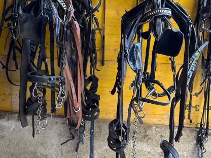 Bild 5:Wagonette mit Geschirr und Leinen