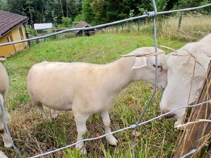 Bild 6:Nolana Jungbock