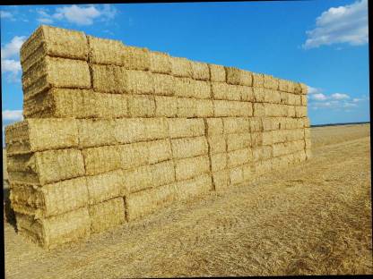 Bild 7:Stroh gehäckselt, geschnitten