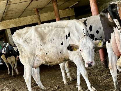 Bild 2:Holstein Kalbin