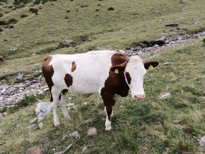 Bild 3:Verkaufe mehrere Kalbinnen