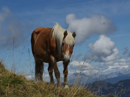 Haflinger Zuchtstute 2a, tragend von Sommerhit