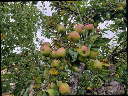 Bild 7:Bio Streuobstäpfel