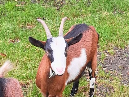 Bild 4:Tauernschecken zu verkaufen